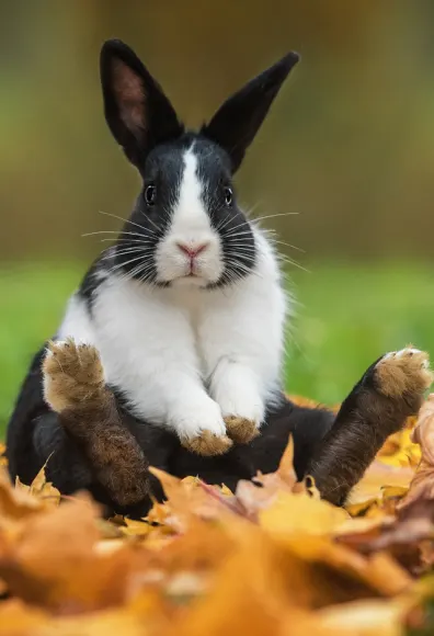 Rabbit Sitting on a Pile of Leaves
